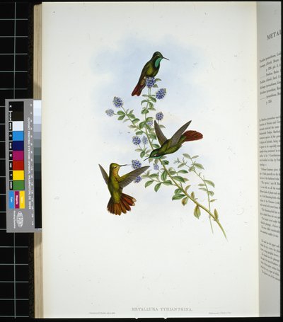 チリアンテール（metallura Tyrianthina）（手彩色リトグラフ 作： John (after) Gould