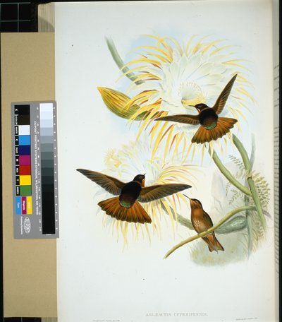 Venezuelan Stenura (panychlora stenura) and (panychlora Russata) (手彩色のリトグラフ) 作： John (after) Gould