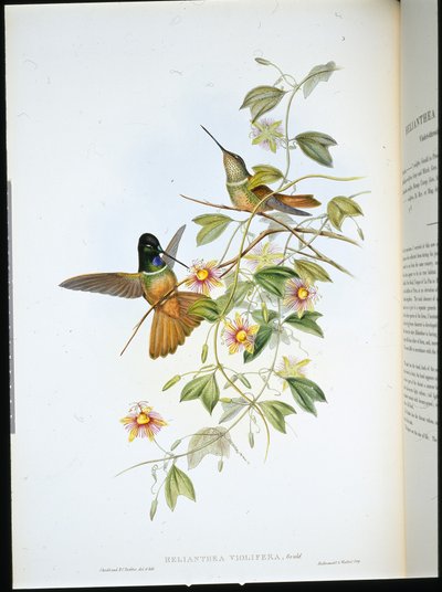 バイオレット・スロート・スター・フロントレット（Helianthea Violifera）（手彩色リトグラフ 作： John (after) Gould