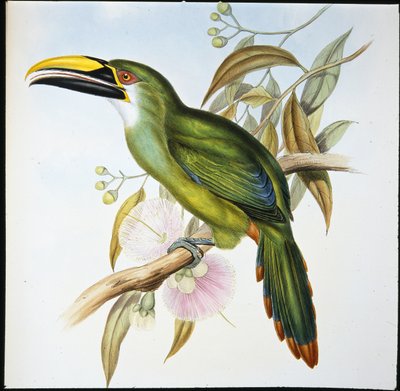 ワグライチョウ（Aulacoramphus Wagleri）（手彩色のリトグラフ版 作： John (after) Gould