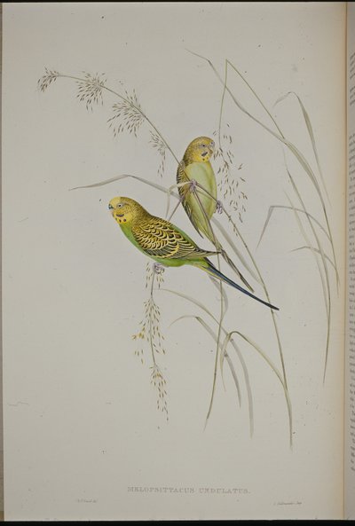 ウォーブリンググラスパロット(Melopsittacus Undulatus) (手彩色リトグラフ) 作： John (after) Gould