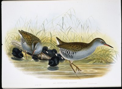 水鉄砲（Rallus Aquaticus）（手彩色リトグラフ 作： John (after) Gould
