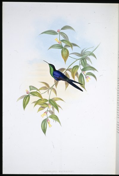 ウォータートン・ウッド・ニンプス（Thalurania Watertoni）（手彩色リトグラフ 作： John (after) Gould