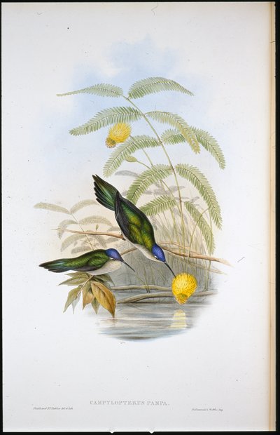 ウェッジテール・セイバーウイング（Campylopterus Pampa）（手彩色リトグラフ 作： John (after) Gould