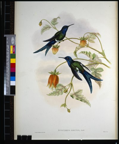 西洋アゲハ（eupetomena hirundo）（手彩色のリトグラフ版 作： John (after) Gould