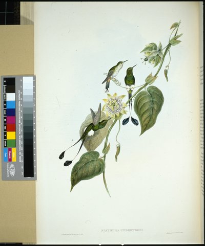 ホワイトボテッドラケットテール（spathura Underwoodi）（手彩色リトグラフ 作： John (after) Gould