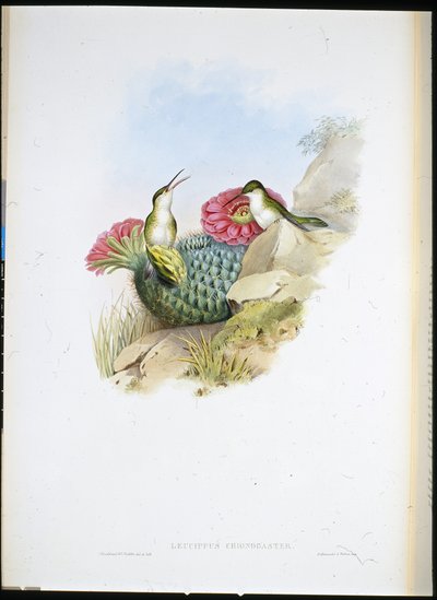 ホワイトブレスト・リューシッポ（手彩色リトグラフ 作： John (after) Gould