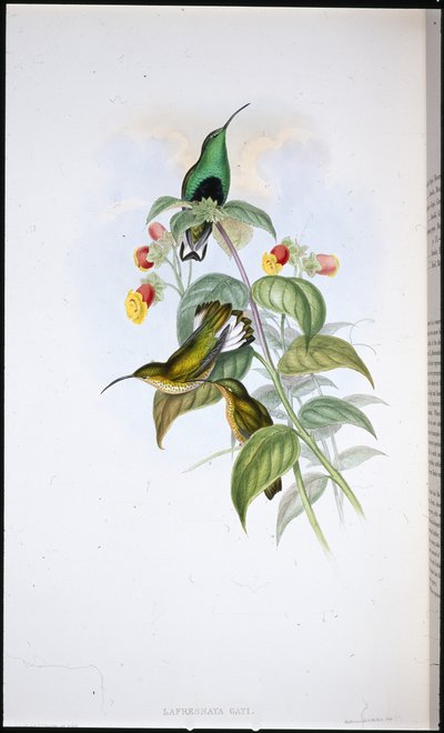 ホワイトテール・ベルベット・ブレスト（Lafresnaya Gayi）（手彩色リトグラフ 作： John (after) Gould