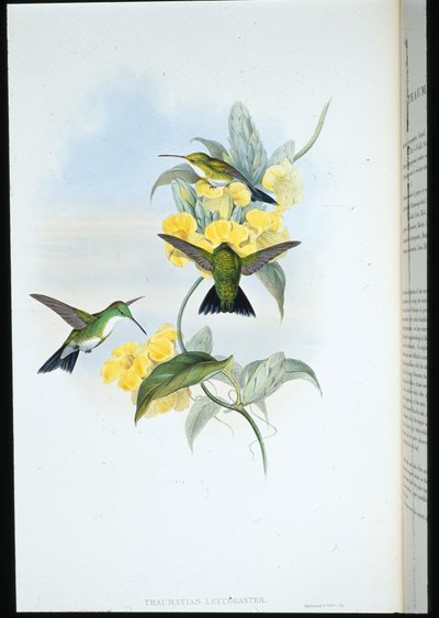 ホワイトスローテッド・エメラルド（Thaumatias Leucogaster）（手彩色のリトグラフ版 作： John (after) Gould