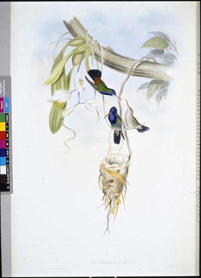 ホワイトスローテッド・サファイア（Hylocharis Cyaneus）（手彩色リトグラフ 作： John (after) Gould
