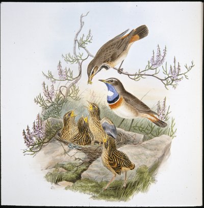 ホワイト・スロート・ブルーブレスト（Cyanecula Leucocyana）（手彩色リトグラフ 作： John (after) Gould