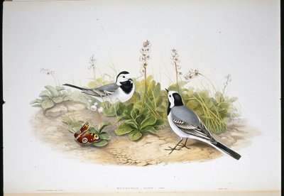 ハクセキレイ(Motacilla Alba)(手彩色リトグラフ) 作： John (after) Gould