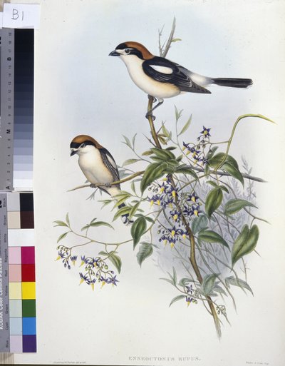 ウッドチャット・モズ（Enneoctonus Rufus）（手彩色のリトグラフ版 作： John (after) Gould