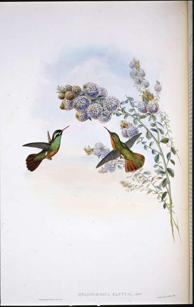 ザントゥスのハミングバード（Heliopaedica Xantusi）（手彩色リトグラフ版 作： John (after) Gould
