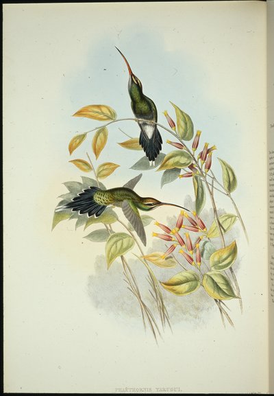 ヤルキアンハーミット（手彩色リトグラフ 作： John (after) Gould