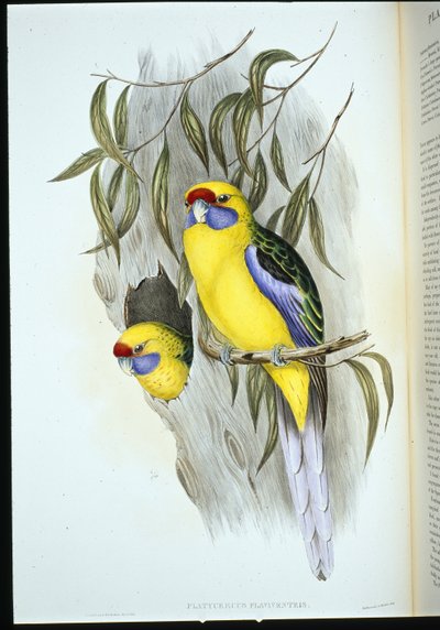 イエローベルド・インコ（手彩色リトグラフ 作： John (after) Gould
