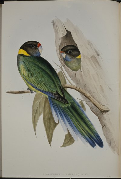キイロイトリ（手彩色リトグラフ版 作： John (after) Gould