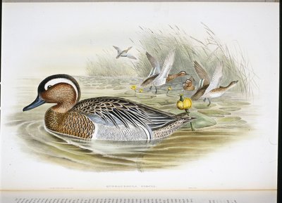 クエルケデュラ・サーシア（手彩色リトグラフ 作： John (after) Gould