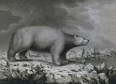 ジェームス・クックの第3回航海中にジョン・ウェバー（1750-1793）が描いた絵をピーター・マゼルが彫ったホッキョクグマ。 作： John (after) Webber