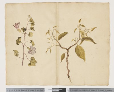 F.13 Ipomea Pes、ヤギ。 Celtis paniculata、c.1790-95（紙に水彩とインク） 作： John (attr. to) Doody