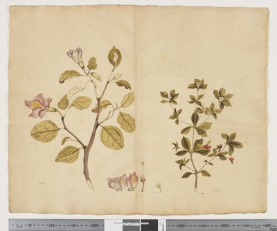 F.15ラグナリア・パテルソニア; Alyxia gynopogon、c.1790-95（紙に水彩とインク） 作： John (attr. to) Doody