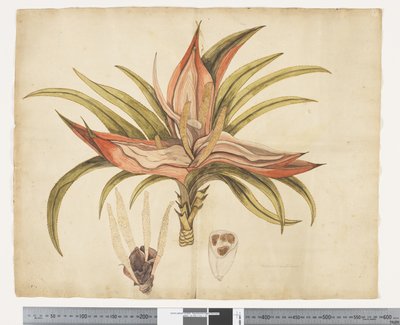 F.1 Freycinetia baueriana、c.1790-95（紙に水彩とインク） 作： ジョン（attr。to）ドゥーディ