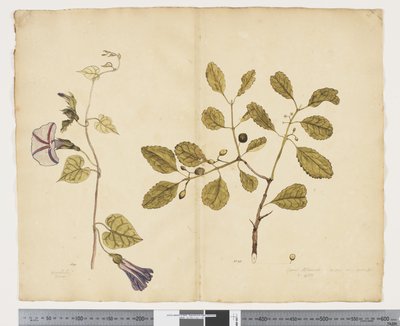 F.24 Ipomoea congesta; Elaeodendron curtipendulum、c.1790-95（紙に水彩とインク） 作： John (attr. to) Doody