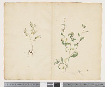 F.25 Euphorbia sparrmannii; Lobelia alata、c.1790-95（紙に水彩とインク） 作： John (attr. to) Doody