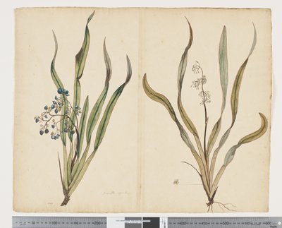 F.29 ディアネラ・インターメディア、1790～95年頃（紙に水彩とインク） 作： John (attr. to) Doody