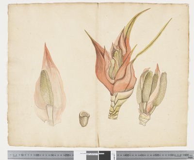 F.33 Freycinetia baueriana、c.1790-95（紙にインクと水彩） 作： ジョン（attr。to）ドゥーディ