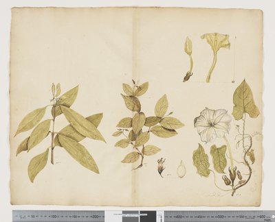 F.6 ウィクストロミア・オーストラリス; Ipomea、c.1790-95（紙に水彩とインク） 作： John (attr. to) Doody