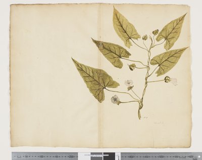 F.7 Calystegia affinis、c.1790-95（紙に水彩とインク） 作： John (attr. to) Doody