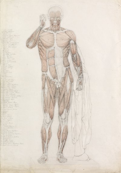解剖学的研究：Contrappostoにおける人間の筋肉 作： John Bathe