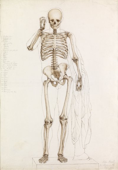 解剖学的研究：人間の骨格、Contrapposto、1870年 作： John Bathe