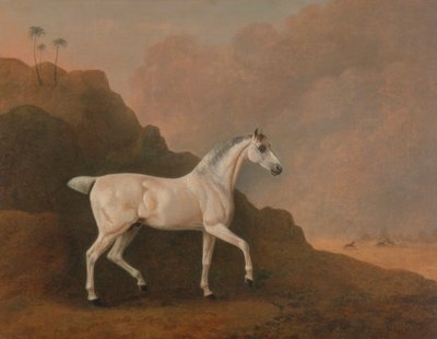 砂漠の風景の中の灰色のアラブ種牡馬 作： John Boultbee