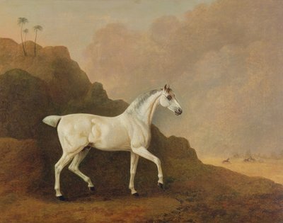 砂漠の風景の中の灰色のアラブ種牡馬 作： John Boultbee
