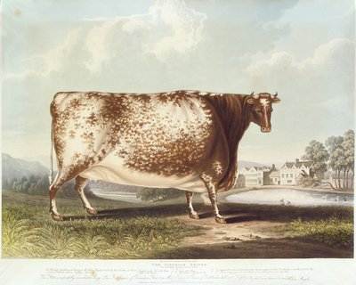 エアデール牛、R。リーブの彫刻、1820年（カラー彫刻） 作： John Bradley