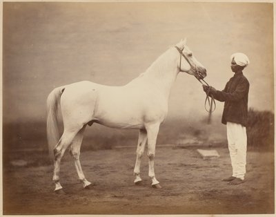 中将フレデリック・スレイ・ロバーツ卿の馬、「ボノレル」、1885年頃 作： John Burke