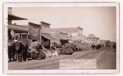 1887〜1892年頃のD.T.スタージスでの牛チーム（写真 作： John C. H. Grabill