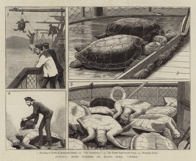 HMS Jumnaのボード上の家のカメをもたらす 作： John Charles Dollman
