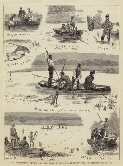 テムズ川のストッキングのためのブッシーパークの池での魚の保護、コイ、テンチの網 作： John Charles Dollman