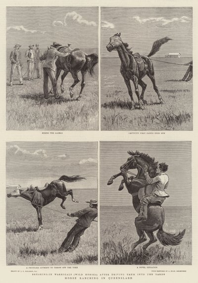 クイーンズランド州の牧場 作： John Charles Dollman