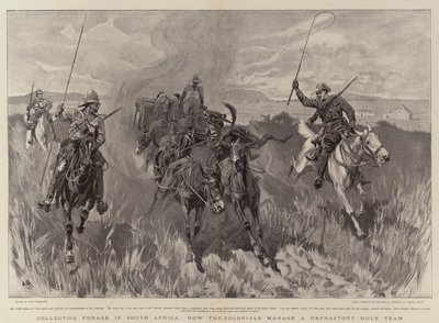 南アフリカで飼料を集め、コロニアルが難治性のラバチームをどのように管理するか 作： John Charlton