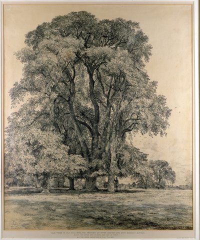 エルムの木、オールドホールパーク、イーストバーホルト、1817年（鉛筆） 作： John Constable