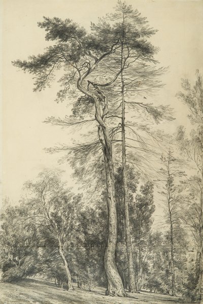 木の場合、1833年頃 作： John Constable