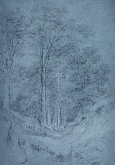 灰や他の木の研究（紙に鉛筆、白いチョークで高まった） 作： John Constable