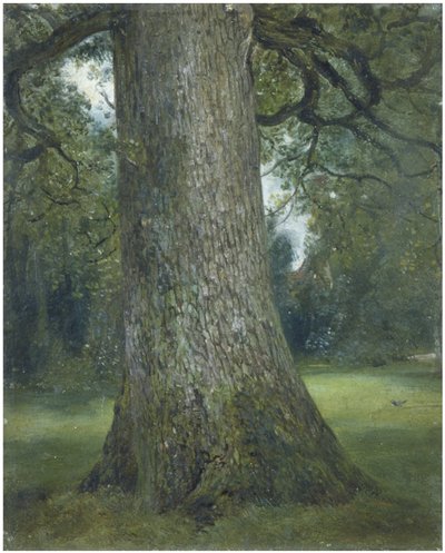 ニレの木の幹の研究c。 1824 作： John Constable