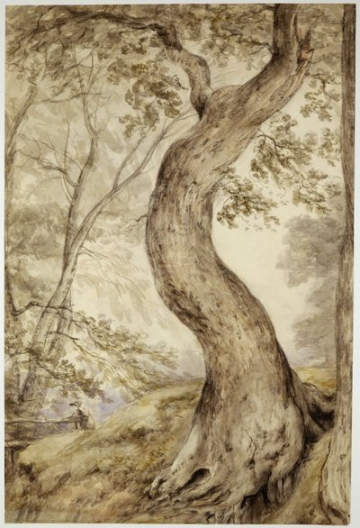 ヘルミンガムの木、1800年頃（紙に水彩） 作： John Constable