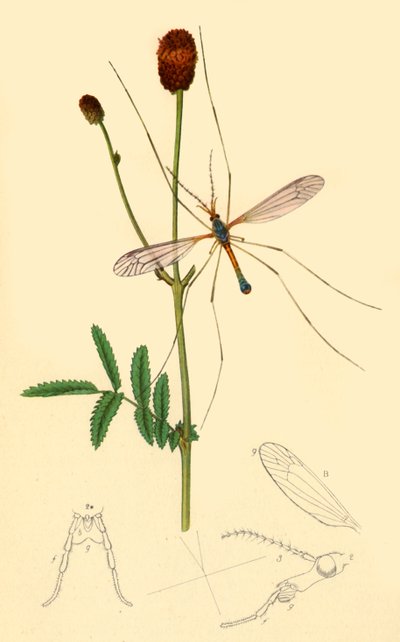 ツルハナバチ：Tipula longicornis