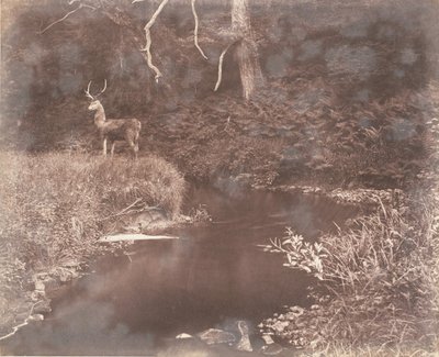 Lewitha、1853-56。 作： John Dillwyn Llewelyn